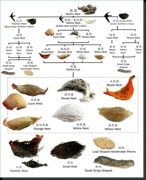 Types Of Common Swiftlet Birdnests Edible Bird S Nest Bird Nest Nest