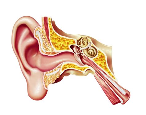 Ear Pain Is A Pain In The Neck