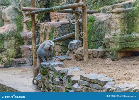 Visitors Explore Cologne Zoo Editorial Photo - Image of biodiversity, newborn: 292481816