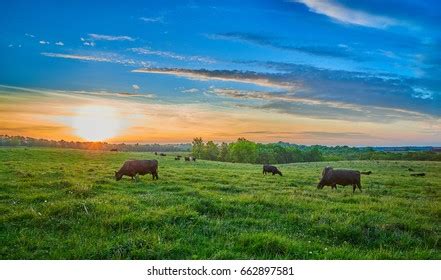 Cows Grazing Field Sunset Stock Photo 662897581 | Shutterstock