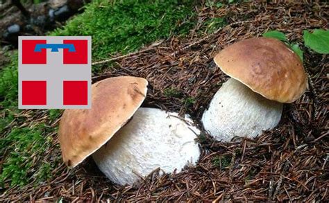 Dove Trovare Funghi Porcini In Piemonte Cacciatoridifunghi