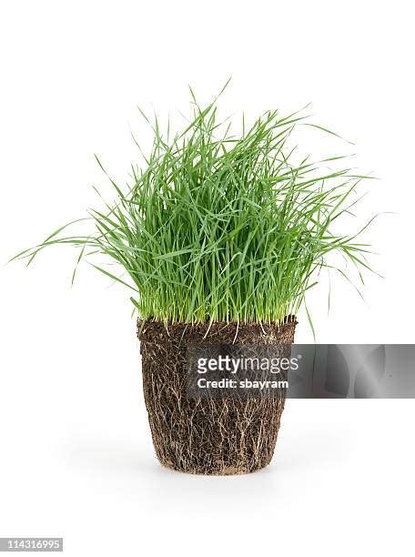 Growing Wheatgrass Photos And Premium High Res Pictures Getty Images