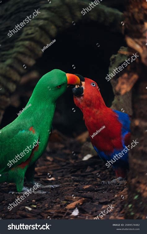 2,748 Parrots kissing Images, Stock Photos & Vectors | Shutterstock