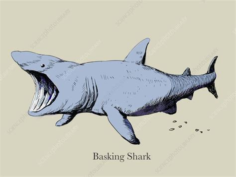 Basking shark, illustration - Stock Image - C055/5518 - Science Photo Library