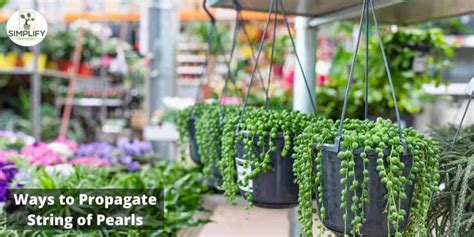 String of Pearls Propagation: The Ultimate Guide - Simplify Gardening