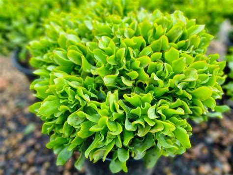 Crassula Ovata Undulata Wholesale Nursery Nurseries In Melbourne