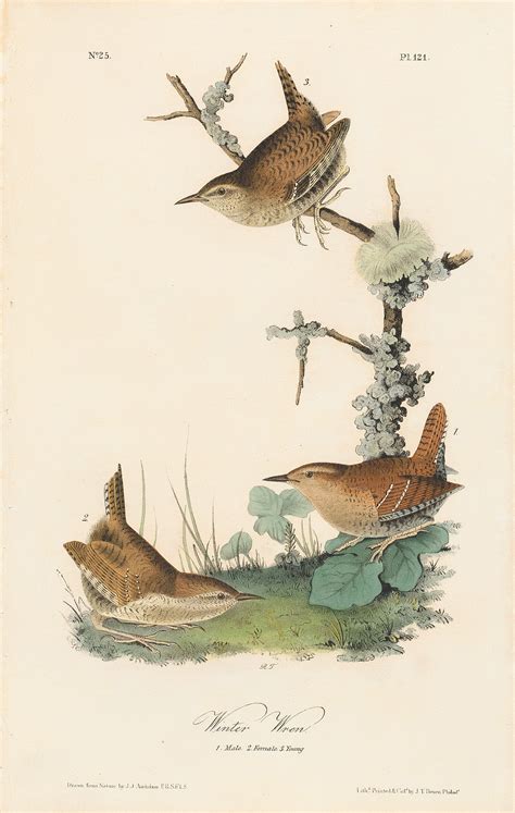 Audubon St Ed Octavo Pl Winter Wren St Edition Octavos