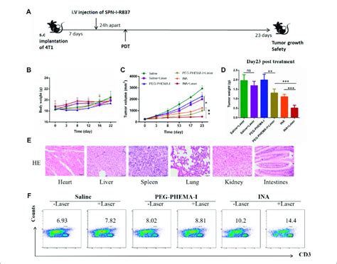 In Vivo Antitumor Effects A Schematic Illustration Of Our