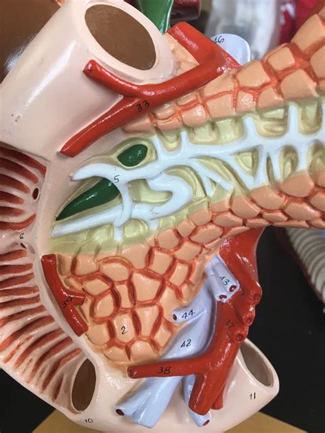 Exercise Anatomy Of The Digestive System Internal Organs Model