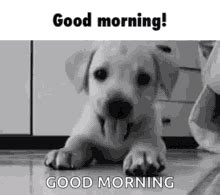 Good Morning Puppy GIFs | Tenor