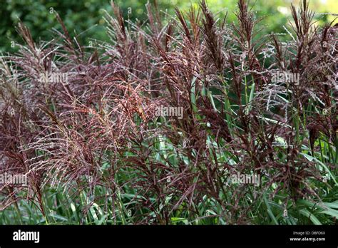 Miscanthus Purpurascens Flower Hi Res Stock Photography And Images Alamy