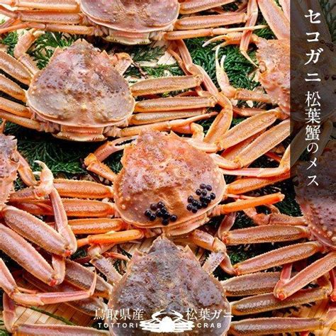 かに 訳あり 香箱がに セコガニ B品 特大600g（3尾入）活ガニ 生き蟹 松葉蟹のメス 鳥取県産 せこ蟹 セイコガニ 子持ち 親蟹 父の日