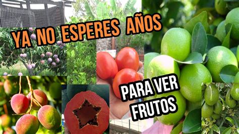 Ya No Esperes A Os Para Tener Frutos Aplica Este Poderoso Fertilizante