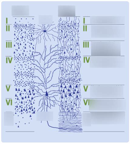 Diagram of 6 Layers of Neocortex | Quizlet