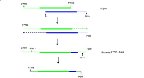 Scheme Of The Overlap Extension Pcr Oe Pcr Procedure First Two