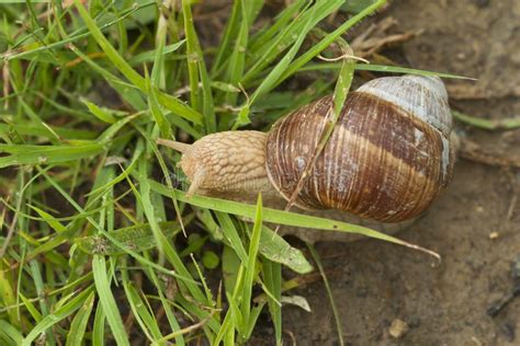 Eyes of snail stock image. Image of slowness, sticky - 19722653