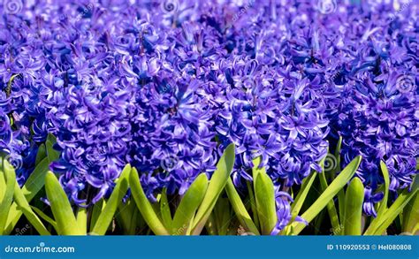 Purple Hyacinths, Plenty Blooming Hyacinths Stock Image - Image of flowers, season: 110920553