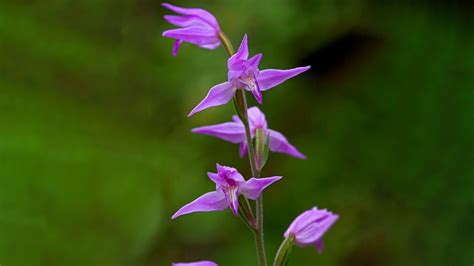 Rare And Beautiful Wild Uk Orchids Woodland Trust