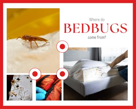 Where Do Bed Bugs Come From