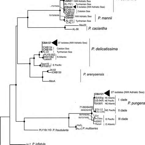 The Its S Rdna Phylogeny Of Pseudo Nitzschia Spp The Tree Is