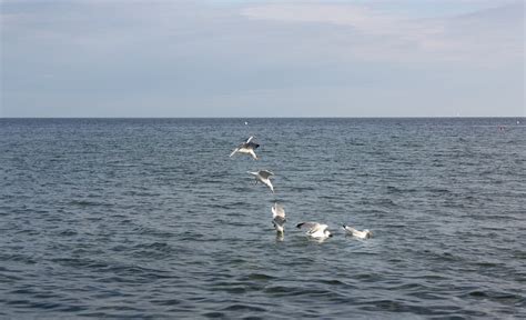 M Ve Meer Ostsee Kostenloses Foto Auf Pixabay Pixabay