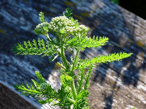 Na E Zahrady L Iv Rostliny Achillea Millefolium Eb Ek Obecn