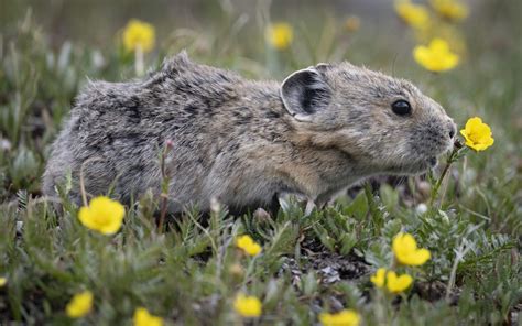 Helping scientists understand climate change's impacts on pikas