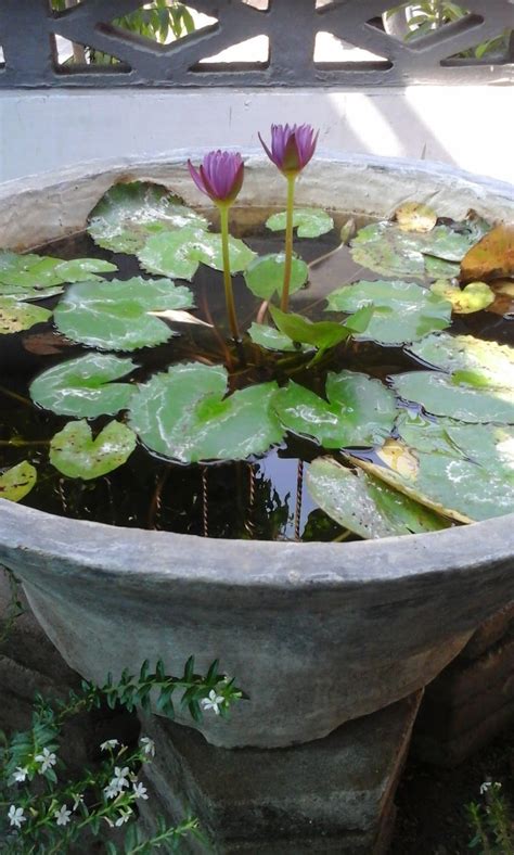 Miniature Water Lily Pond In Containers Backyard Water Features And