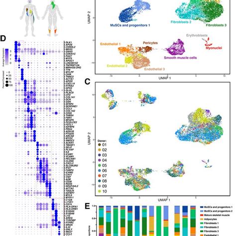 Single Cell Transcriptomic Map Of Human Muscle Tissue Biopsies A