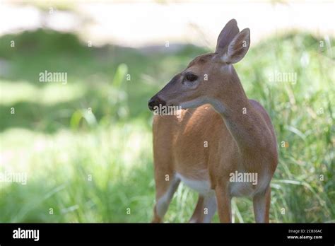 Endangered Key deer in the National Key Deer Refuge on Big Pine Key in the Florida Keys ...