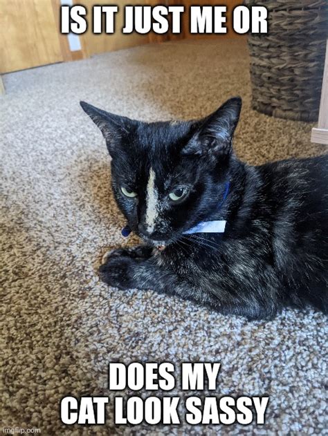 Sassy Cat Meme