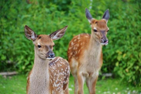 12 Wild Animals In Armenia Wildlife In Armenia Kevmrc