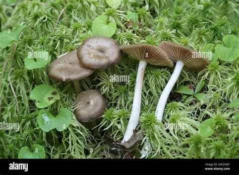 Pink Gilled Mushrooms Hi Res Stock Photography And Images Alamy