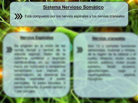 Solution Sistema Nervioso Perif Rico Y Sistema Endocrino Studypool