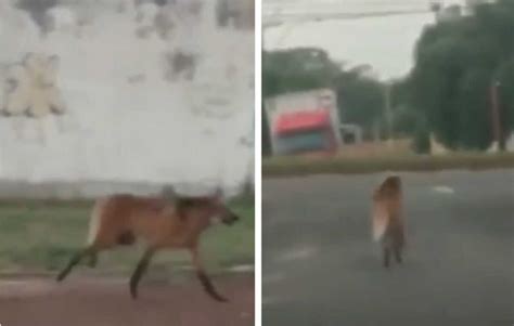 V Deo Lobo Guar Visto Correndo Solto Pelas Ruas De Cidade Em Sp