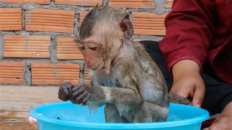 Baby Monkey Jojo Try Too Taking Bath By Himself Youtube