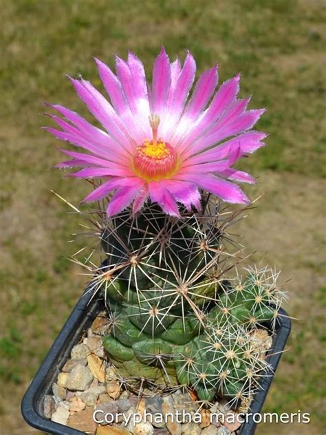 Coryphantha Macromeris