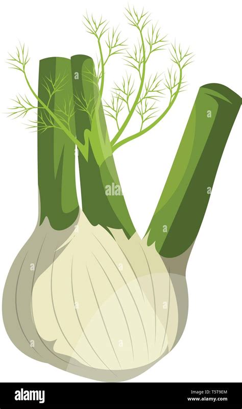 Cartoon hinojo ilustración vectorial de vegetales sobre fondo blanco