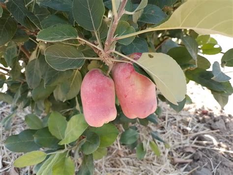 The Art Of Grafting Wambugu Apple Trees Wambugu Apples