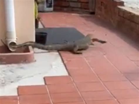 Nile Water Monitor Aka Woodumboo Surprises Residents Of Umhlathuzana