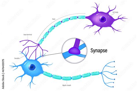 Chemical Synapse Vector Neurons And Closeup Of Synapse Neuron Anatomy