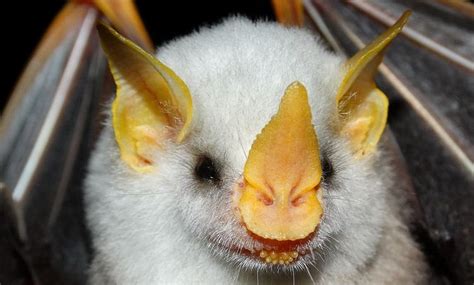 Honduran white bat - Alchetron, The Free Social Encyclopedia