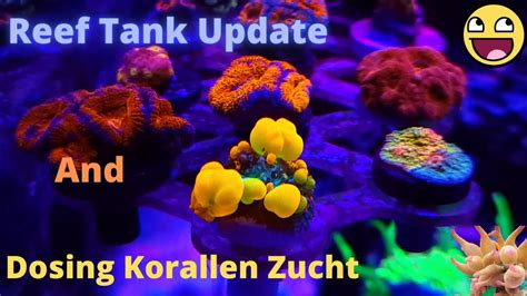 Reef Tank Update And Dosing Korallen Zucht Youtube