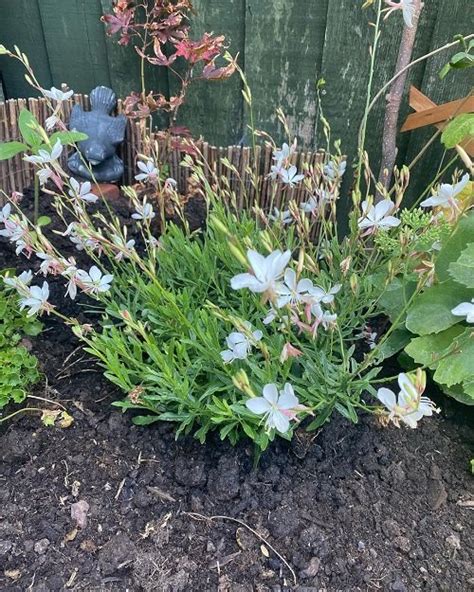 Butterfly Flower Gaura Lindheimeri