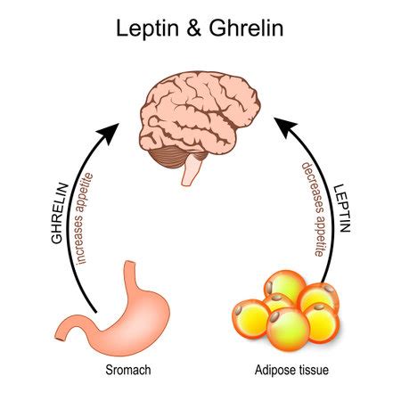 Vector Of Ghrelin And Leptin Hormones ID 1 191178289 Royalty Free