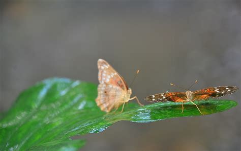 Fotos Gratis Naturaleza Bosque Ala Planta Fotograf A Hoja Flor