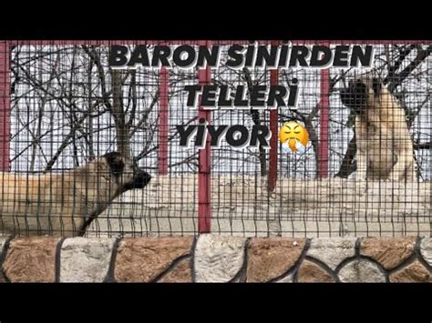 KANGAL REİNANIN İÇİNDEN ESKİ REİNA ÇIKTI BARONUN BAŞI DERTTE YouTube