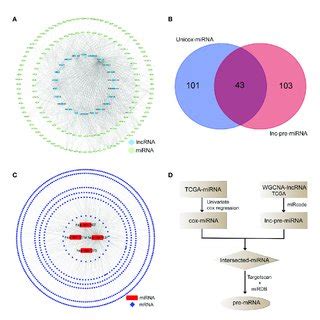 Prediction Of The Target Relationship Of Lncrnas Mirna And Mrna