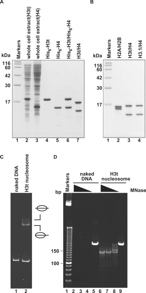 Preparation And Nucleosome Formation Ability Of H T H A Sdspage