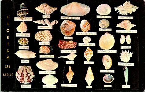 A Beginners Guide To Identifying Floridas Most Common Seashells State